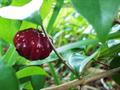 Pitanga, Surinam cherry, Brazilian cherry, Cayenne cherry, Cerisier Carré